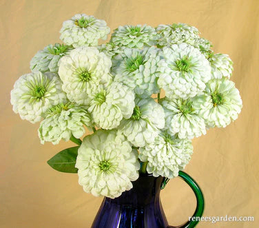 Zinnia Polar Bear