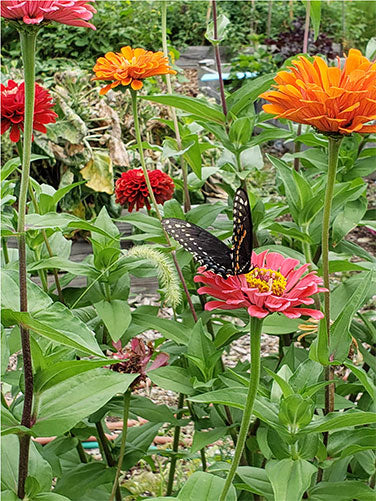 Zinnia State Fair Gold Medal