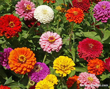 Zinnia State Fair Gold Medal