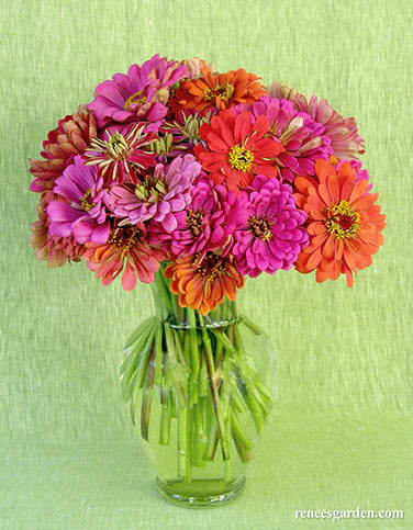 Zinnia State Fair Gold Medal