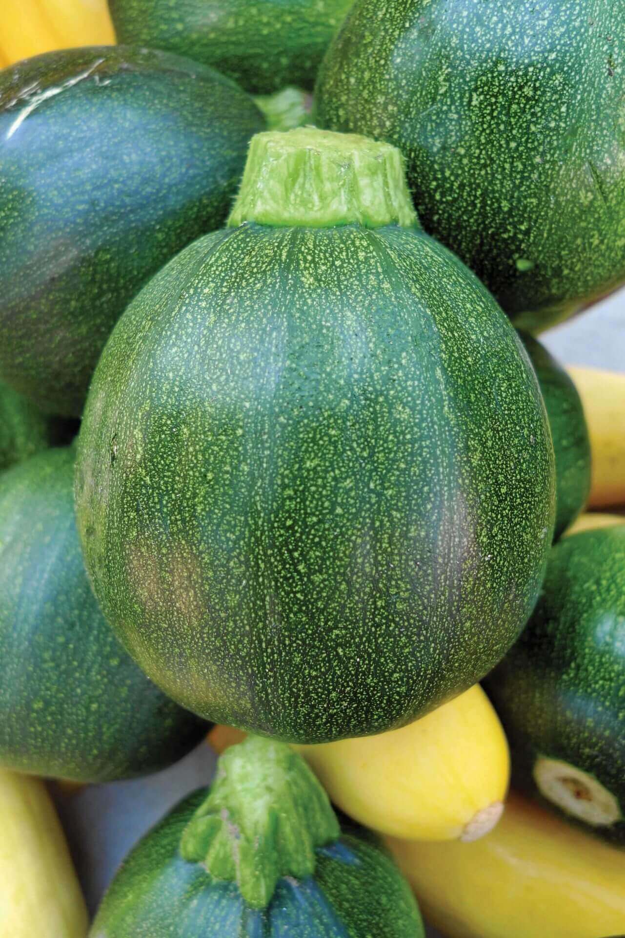 Zucchini Ronde de Nice Squash OSC Seed