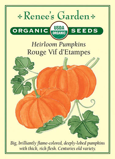 Pumpkin Heirloom Rouge Vif d'Etampes