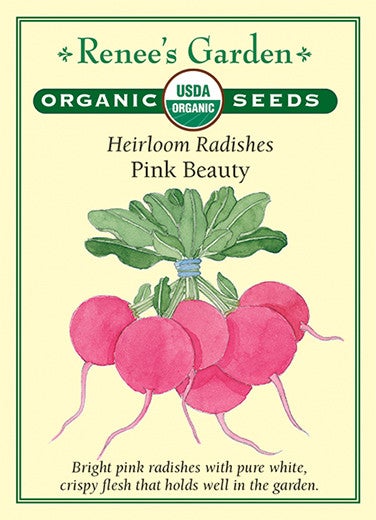 Radish Pink Beauty