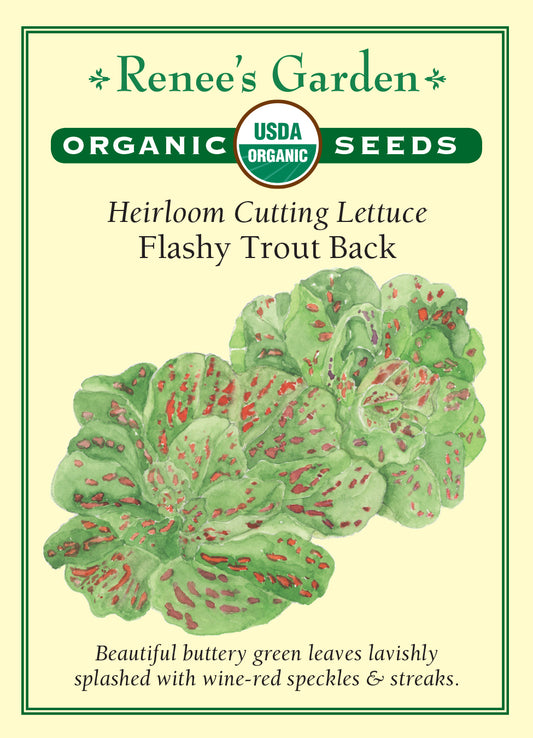 Lettuce Flashy Trout Back