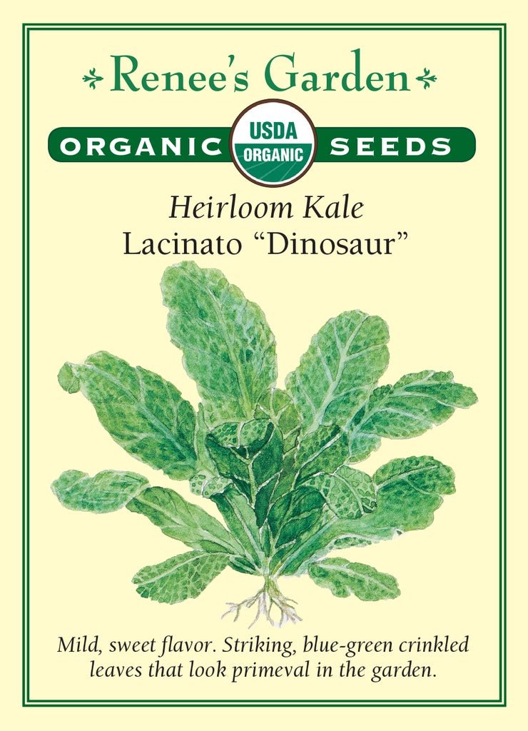 Kale Lacinato Dinosaur