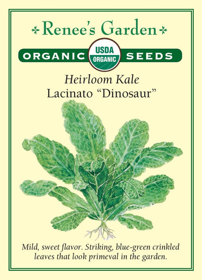 Kale Lacinato Dinosaur