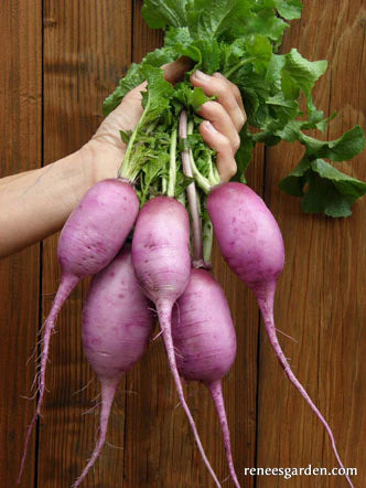 Radish Daikon Mini Purple
