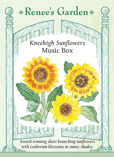 Sunflower Musicbox Short