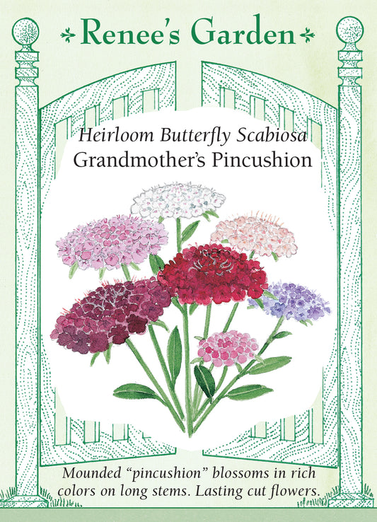 Scabiosa Grandmother's Pincushion