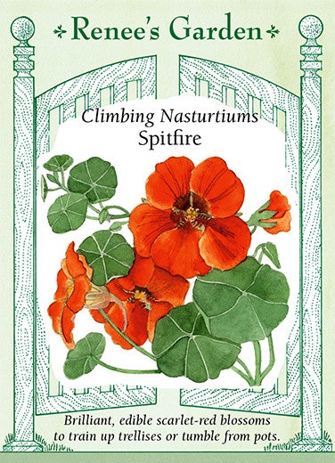 Nasturtium Climbing Spitfire