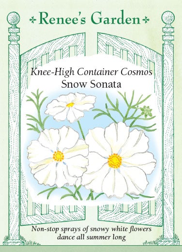 Cosmos White Sonata Knee-High
