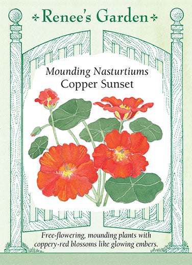 Nasturtium Copper Sunset Mounding