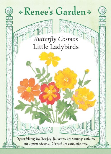 Cosmos Little Ladybirds