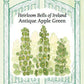 Bells of Ireland Apple Green