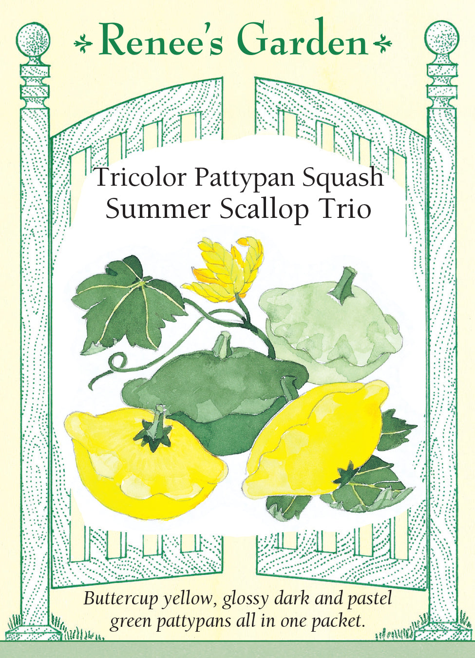 Squash Bush Summer Scallop Trio