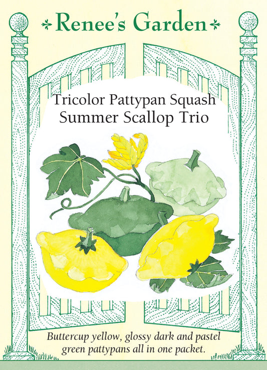 Squash Bush Summer Scallop Trio