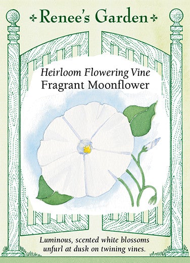 Moonflower Vine Scented