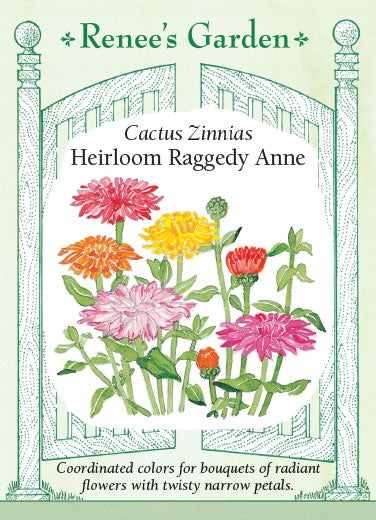 Zinnia Raggedy Anne