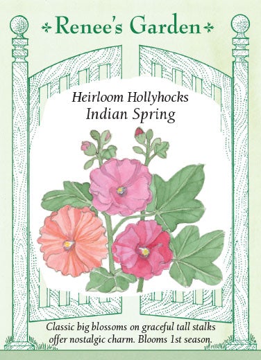 Hollyhock Indian Spring