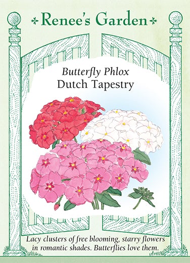 Phlox Annual Dutch Tapestry