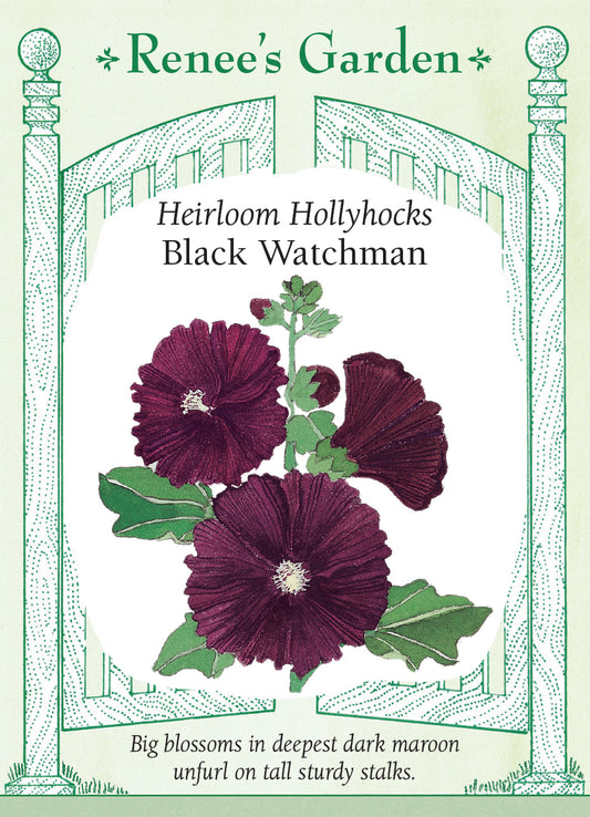 Hollyhock Black Watchman