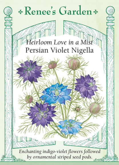 Nigella Persian Violet