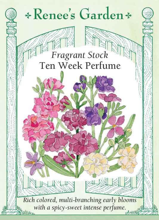 Stock Ten Week Perfume