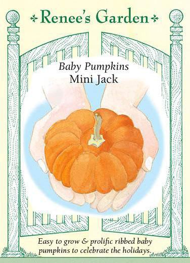 Pumpkin Baby Mini Jack