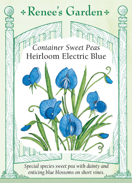 Sweet Pea Electric Blue Container