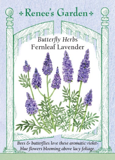Lavender Fernleaf Multifida