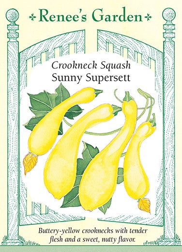 Squash Summer Supersett Crookneck