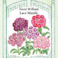 Sweet William Lace Mantle Scented