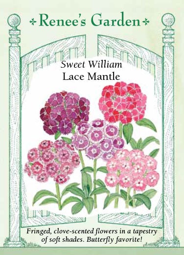 Sweet William Lace Mantle Scented