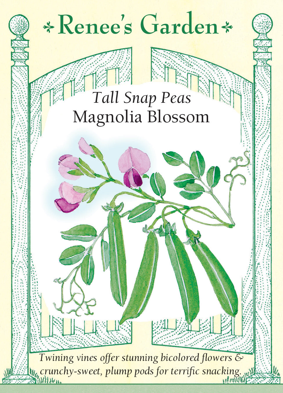 Pea Snap Magnolia Blossom