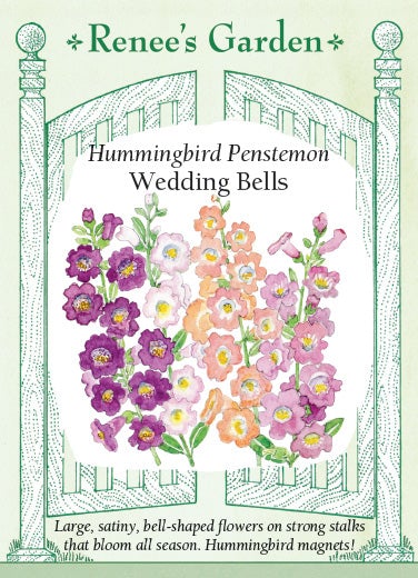 Penstemon Wedding Bells
