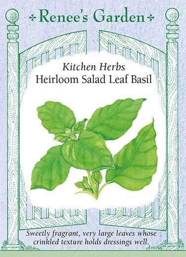 Basil Salad Leaf
