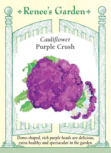 Cauliflower Purple Crush