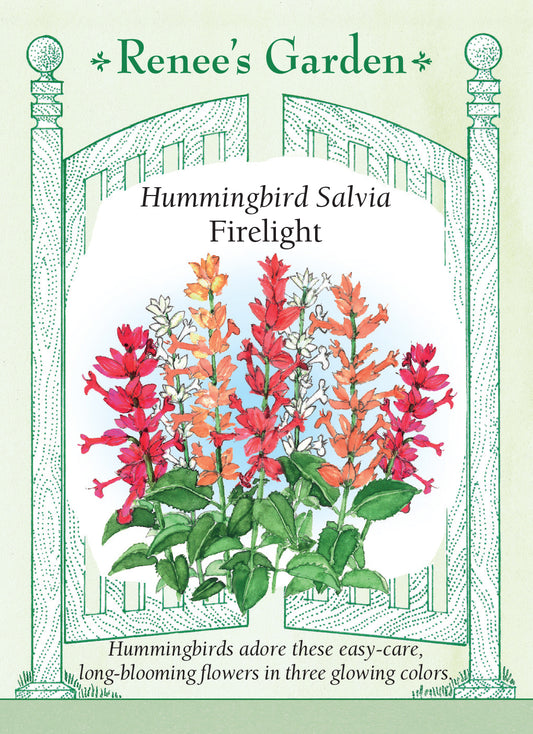 Salvia Firelight