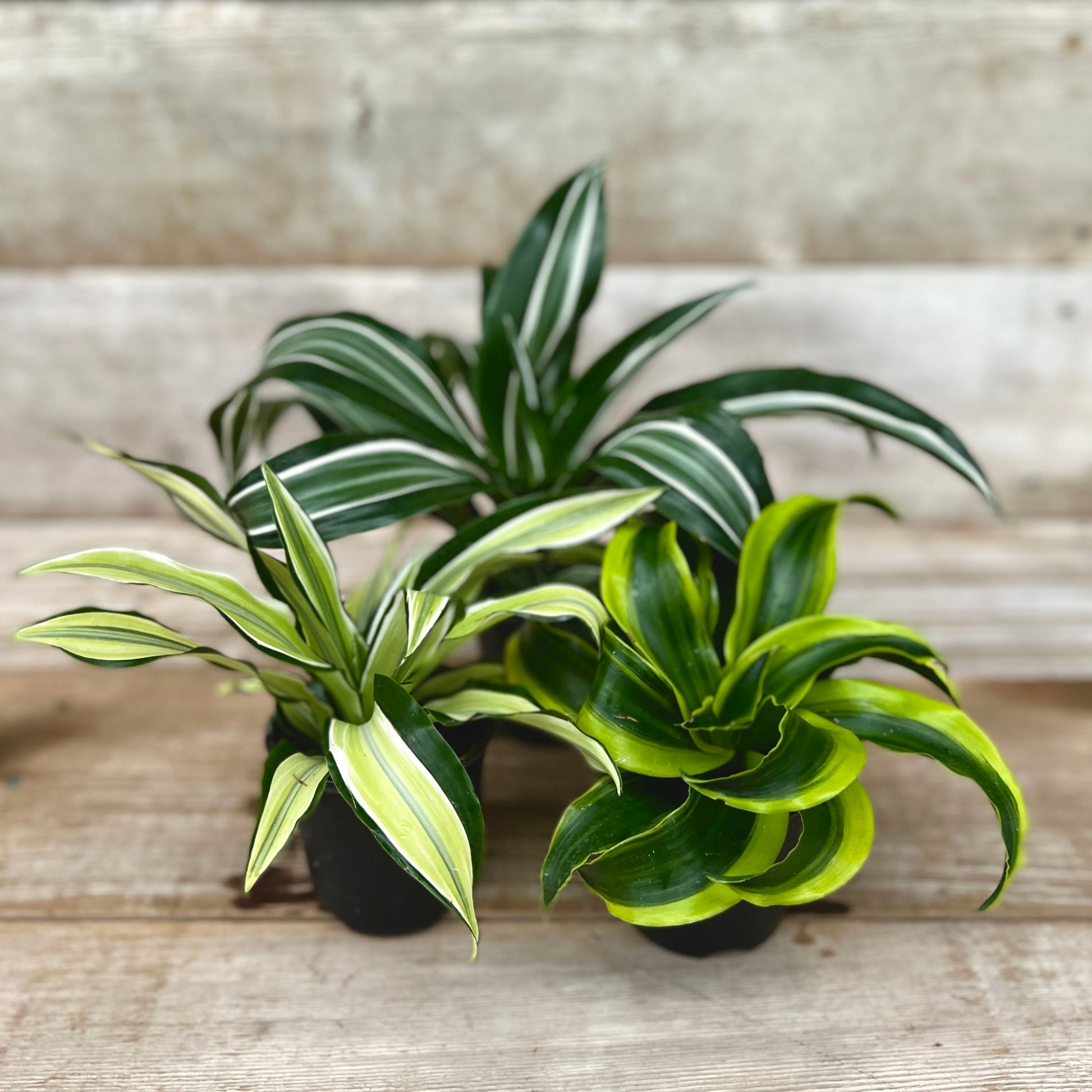 dracaena assorted Dracena Dragon Tree Assorted 4" Pot – Garden Girl