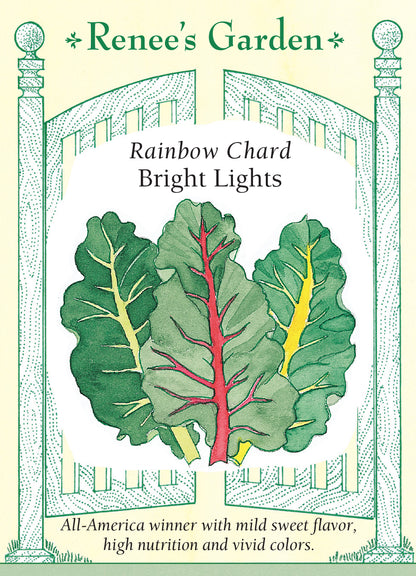 Chard Rainbow Bright Lights