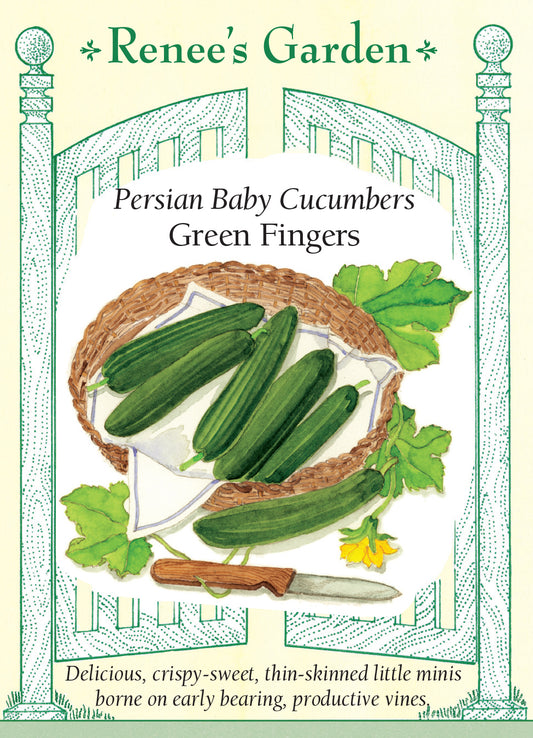 Cucumber Green Fingers Baby Persian