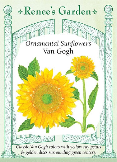Sunflower Van Gogh