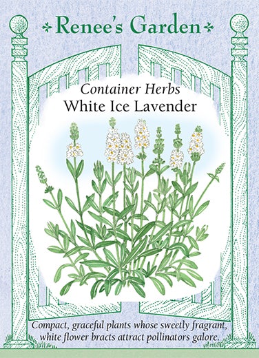 Lavender Container White Ice