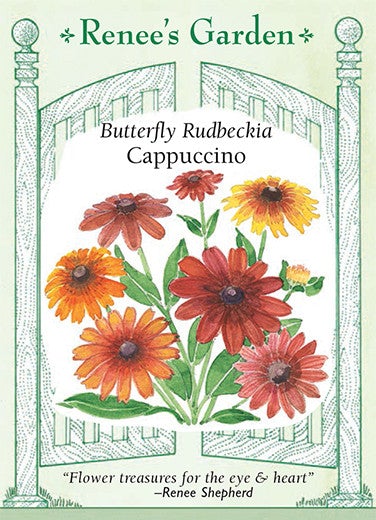 Rudbeckia Cappuccino