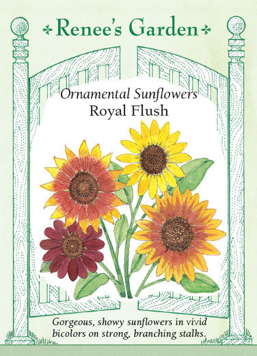 Sunflower Ornamental Royal Flush