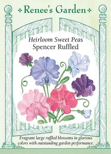 Sweet Pea Spencer Ruffled Scented