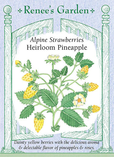 Strawberries Alpine Heirloom Pineapple