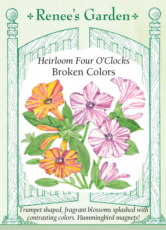 Four O'Clocks Broken Colours