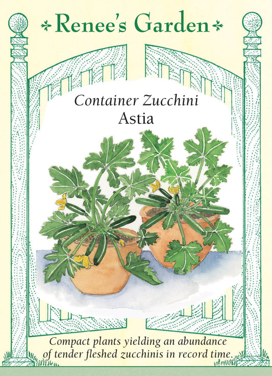 Squash Zucchini Container Astia