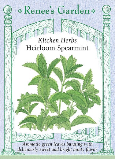 Spearmint Italian